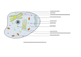 Animal Cell Labelled