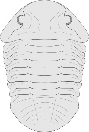 Animal Trilobite Fossil Asaphus Extinct Species
