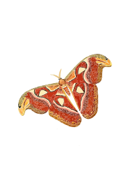 Atlas moth - Attacus atlas