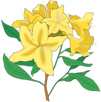 Azaleas Flower Vector