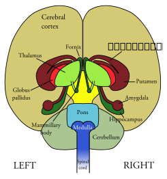 Brain Front View