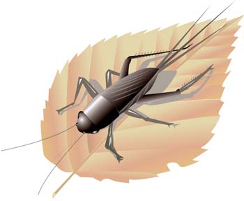 Bug Vector 4