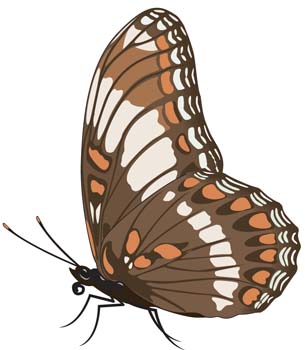 Butterfly Vector 10
