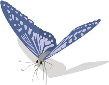 Butterfly Vector 13
