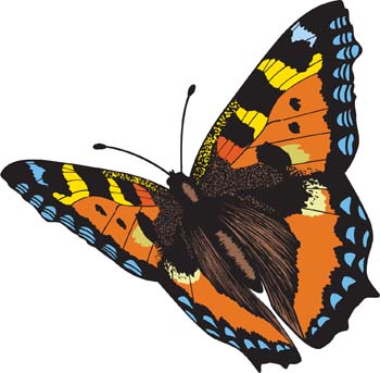 Butterfly Vector 4