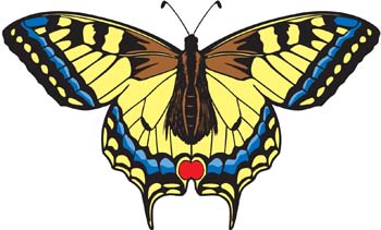 Butterfly Vector 7