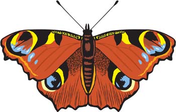 Butterfly Vector 8