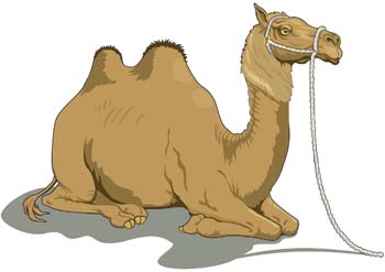 Camel Vector 1