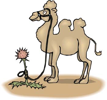 Camel Vector 3