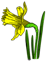 Colored Daffodil