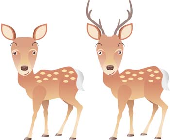 Deer 5