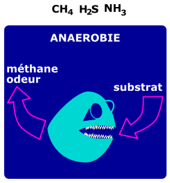 Degradation Anaerobie