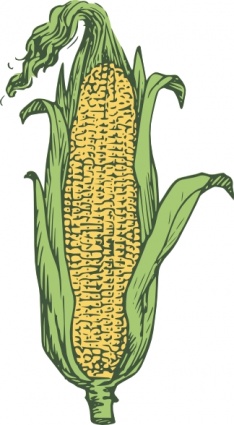 Ear Of Corn Colored clip art