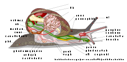 Escargot Anatomie avec descriptions en français - Snail Anatomy with French labels
