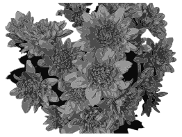 Flowers in Greyscale