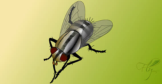 Fly bug insect