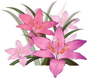 Gladiolus Flower 3