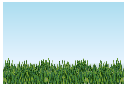 Grass - Meadow