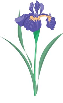 Iris Flower 2