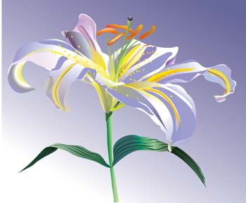 Lili Flower vector 2