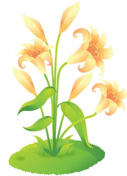 Lili Flower vector 7
