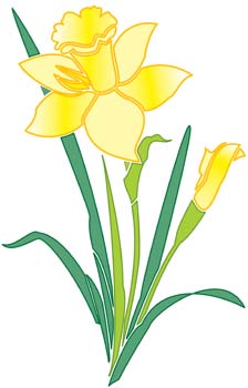 Narcis Flower 1