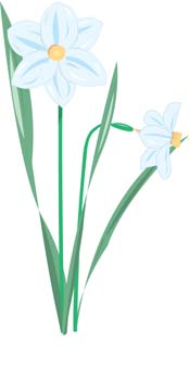 Narcis Flower 10