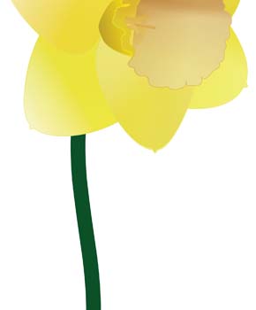 Narcis Flower 2
