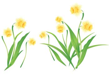 Narcis Flower 3