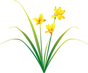 Narcis Flower 4