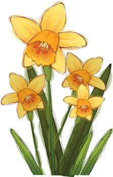 Narcis Flower 5