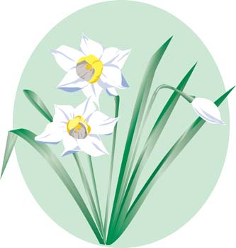 Narcis Flower 7