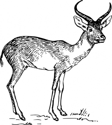 Outline Wild Horns Animal Mammal Dear Antelope Antlers