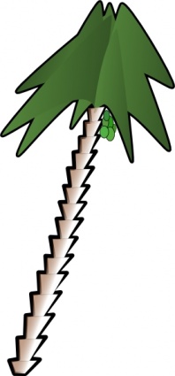 Palm Tree Palmtree Plant Leaning Coconut Dates
