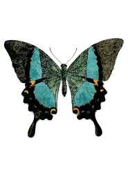 Papilio buddha