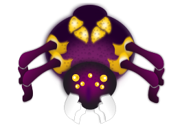 Purple spider