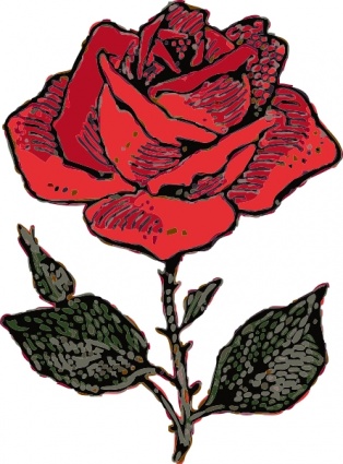 Red Flower Love Rose Plant Garden