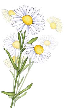 Romashka daisy Flower 10