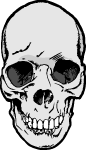 Skull Grey Color Vector