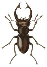 Stag Beetle (lucanus Elephas)