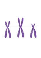 Acrocentric Chromosomes