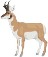Antelope Vector 1