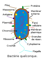 Bactérie - Bacteria