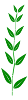 Bamboo,leaf