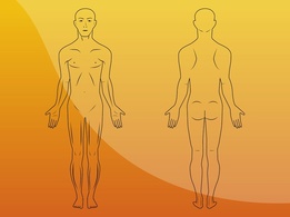Body Illustrations