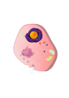 Celula Eucariotica