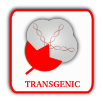 Cotton (Transgenic)