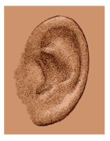 Das menschliche Ohr - Grafikstil