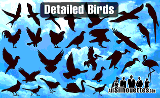 Detailed Vector Birds