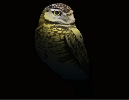 Free Vector Owl